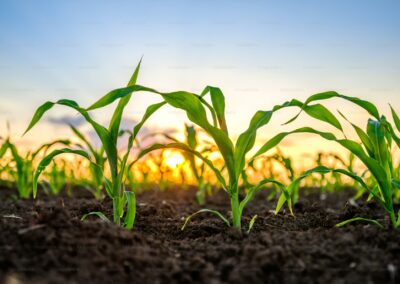 Banning Toxic Chemicals in Food is Possible & has Widespread Impact